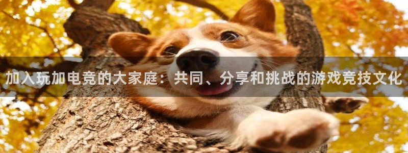 一竞技app下载：加入玩加电竞的大家庭：共同、分享和挑战的游戏竞技文化